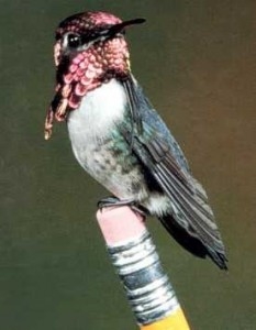 Colibri - zwazo ki pi piti a nan mond lan
