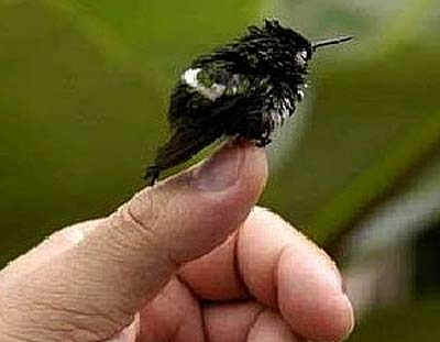 Hummingbird - minnsti fugl í heimi