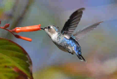 Hummingbird - дэлхийн хамгийн жижиг шувуу юм