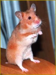 Waarom word die hamster 'n hamster genoem?