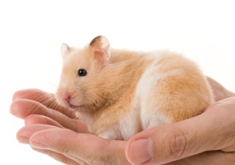 Għaliex kien imsejjaħ hamster hamster?