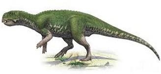 Psittacosaurs (Raptor eclectus parrot)