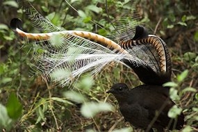 Lyrebird cyffredin