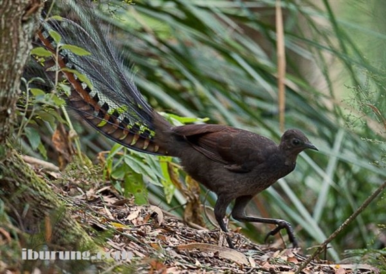 Lyrebird biasa