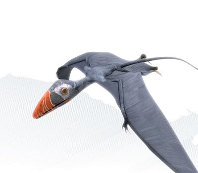 Dimorphodon, dimorphodon