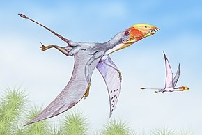 Dimorphodon, Dimorphodon