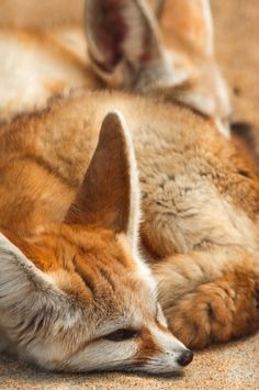 Прекрасната меки лисица го освои целиот свет