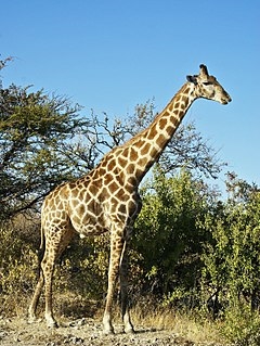 Kameelperd. Kameelperd lewenstyl en habitat