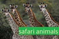 Жираф жануар. Жирафтың өмір салты және тіршілік ету ортасы