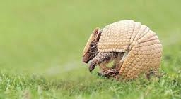 Interessante feite oor armadillos