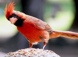 Crveni kardinal