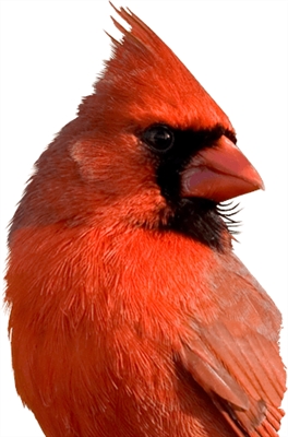 Қызыл кардинал