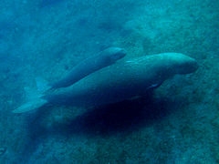 Dugong (lat.Dugong dugon)