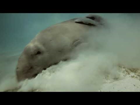 Dugong (lat.Dugong dugon)