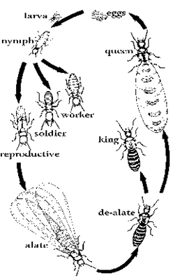 مراحل توسعه مورچه ها