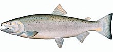 Salmón coho salmón (familia de salmón)