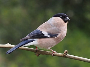 Ẹyẹ Bullfinch: apejuwe, igbesi aye ati ibugbe