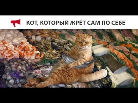 Vladivostok hava limanında qırmızı pişik 60 min rubl dəyərində dəniz məhsulları ilə yemək yedi