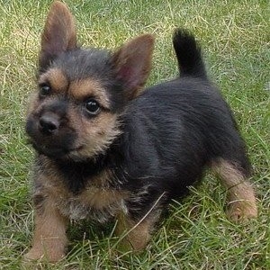 Norwich Terrier