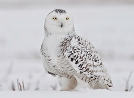 Owl ສີຂາວຫຼືຂົ້ວ