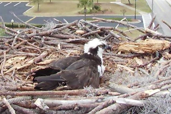 Ceamara gréasáin nead Osprey