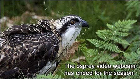 Webcam សំបុក Osprey