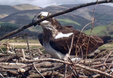 Cam in nido inlisis Osprey