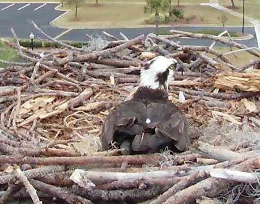 Osprey nest Webcam