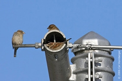 Sparrows - hom tsiaj uas lawv nyob, nta