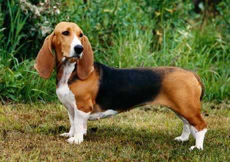 Can de can Basset