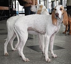 Basset hound ძაღლი