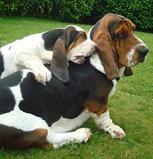 Basset hound dog