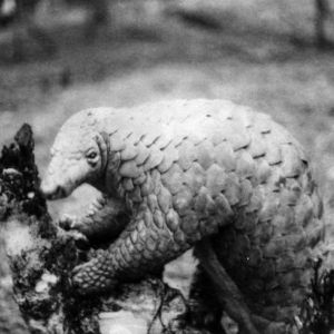 Pangolin Dier. Pangolin Liewensstil a Liewensraum