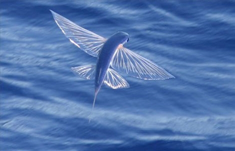 Leteća riba