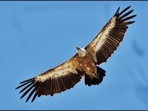 Griffon vulture