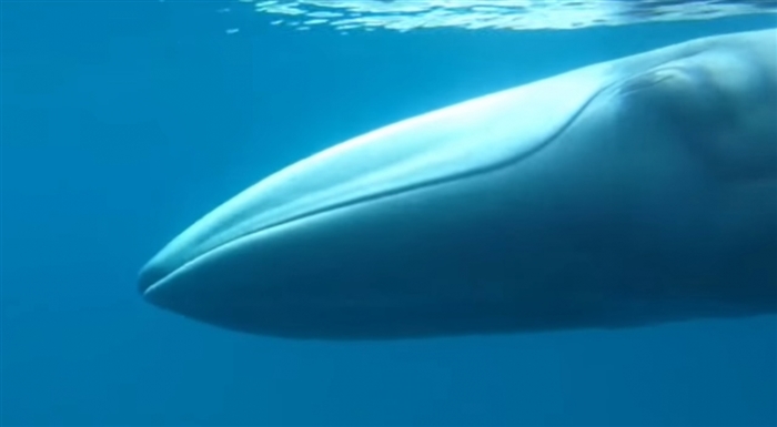 Wetenskaplikes is vir die eerste keer op die video van die seldsame walvisstrepe van Omura verfilm