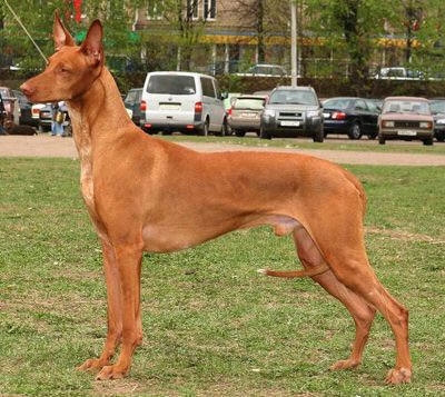 Farao Hound  Pharaoh Hound (Malto)