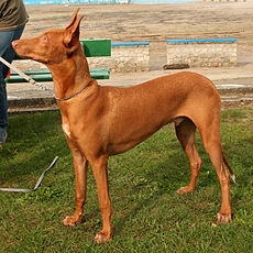 Farao Hound  Feround Hound (Malta)