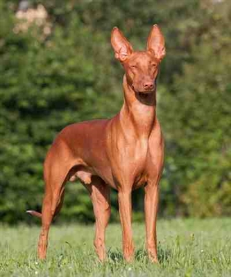 Faro Hound  Pharaoh Hound (Malta