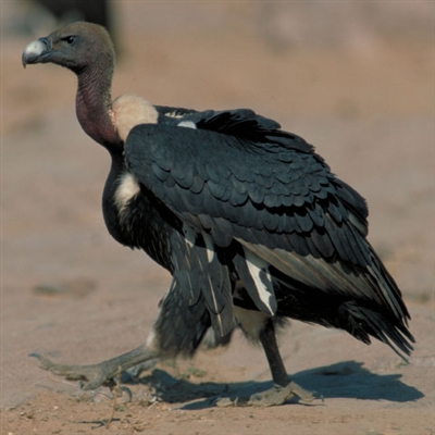 Penyu Vulture - penghuni kali ing sisih kidul AS