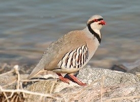 Partridge grey: lus piav qhia ntawm cov noog thiab nws cov nta