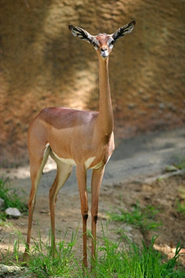 Giraffe gazelle, o gerenuk