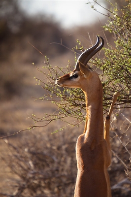 Giraffe gazelle, ai ʻole gerenuk