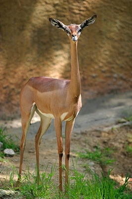 Giraffe gazelle, ຫຼື gerenuk