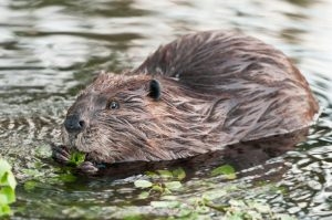10 fakta anu pikaresepeun ngeunaan beaver