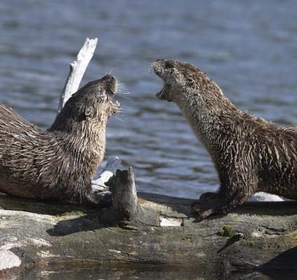 10 далели ҷолиб дар бораи beavers