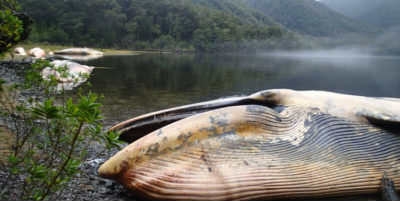 337 balea salto egin zituzten Txileko kostaldetik