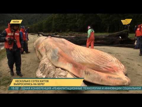 337 نهنگ از ساحل شیلی پریدند