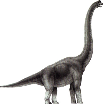 Apatosaurus (Brontosaurus) - dinosaurus herbivora