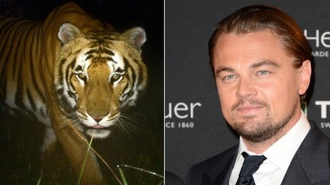 Si Leonardo DiCaprio nakatampo sa pagdugang sa populasyon sa ihalas nga mga tigre